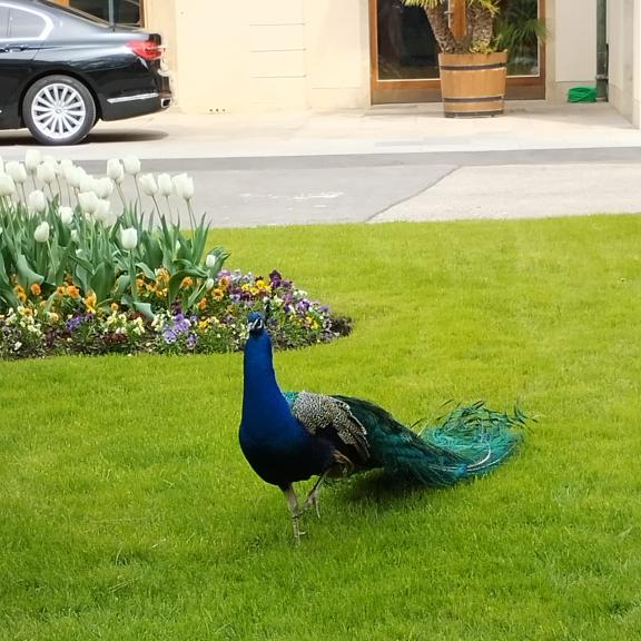 Cestou nás provázel i krásný páv.