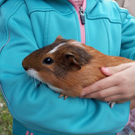 Chlupatá pauza na procházce (a ňuchňání povoleno!)